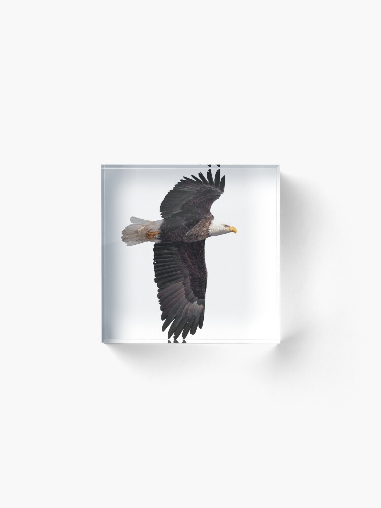 Alternate view of Isolated Bald Eagle 2019-7 Acrylic Block
