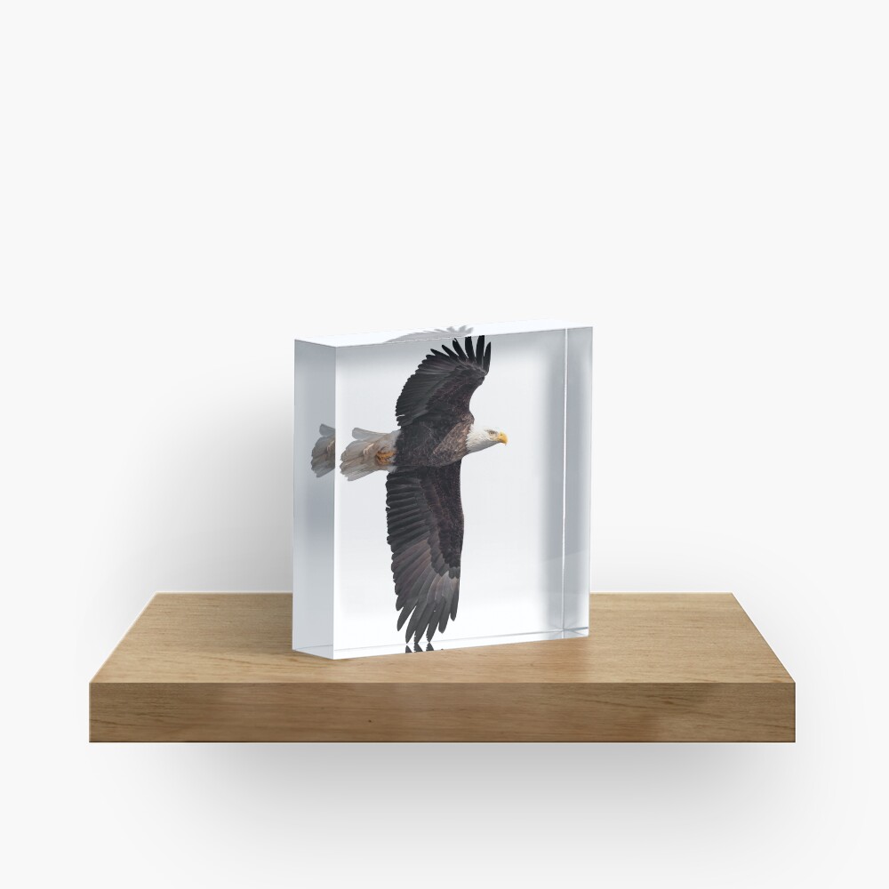 Isolated Bald Eagle 2019-7 Acrylic Block
