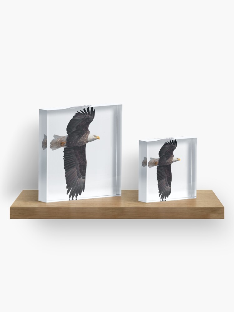 Alternate view of Isolated Bald Eagle 2019-7 Acrylic Block