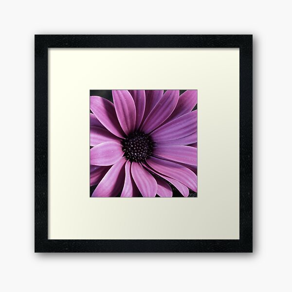 The Daisy Square Framed Art Print