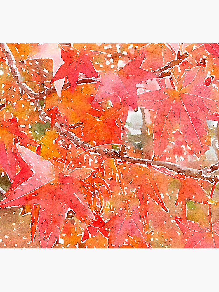Liquidambar Leaves in Autumn by douglasewelch