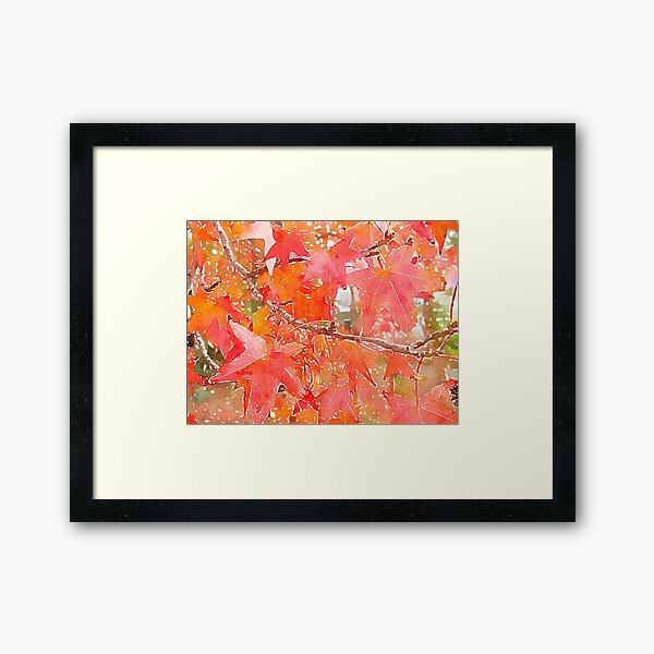 Liquidambar Leaves in Autumn Framed Art Print