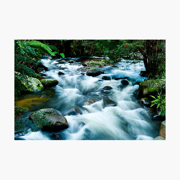Serenity in the bush Photographic Print