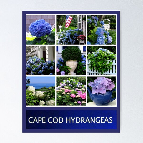 Item preview, CAPE COD HYDRANGEAS designed and sold by Joan Harrison.