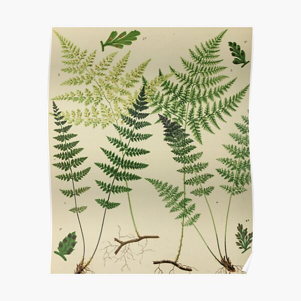 Botanical Ferns Poster