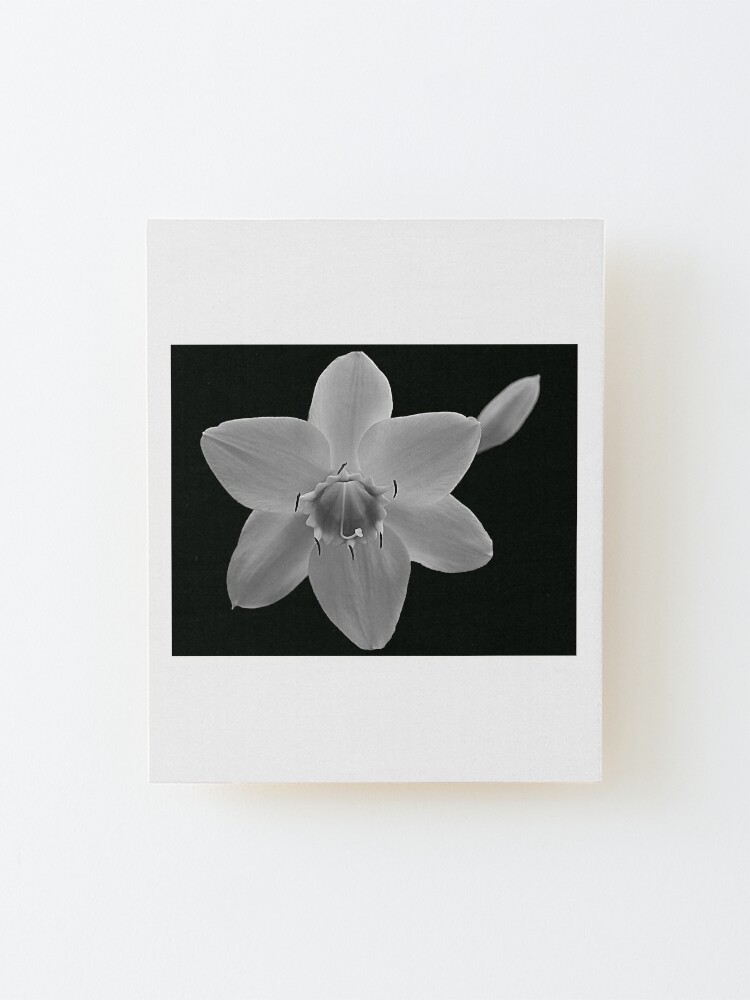 Impression montée « Fleur blanche sur noir », par Pixsell | Redbubble