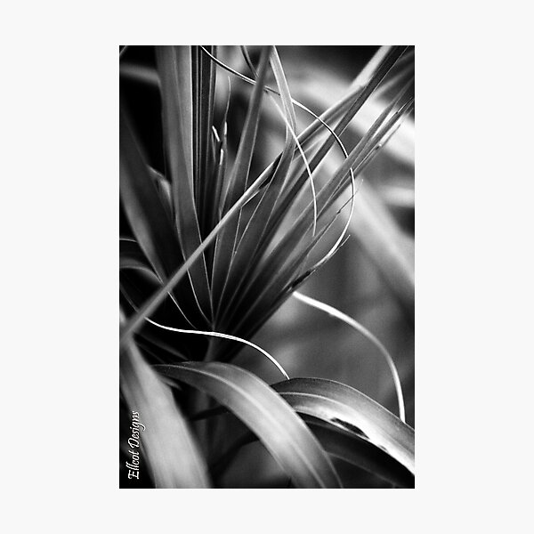 Luscious Lines Photographic Print