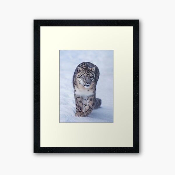 snow leopard Framed Art Print