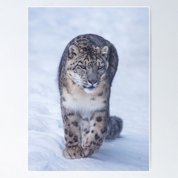Item preview, snow leopard designed and sold by Titphilou.