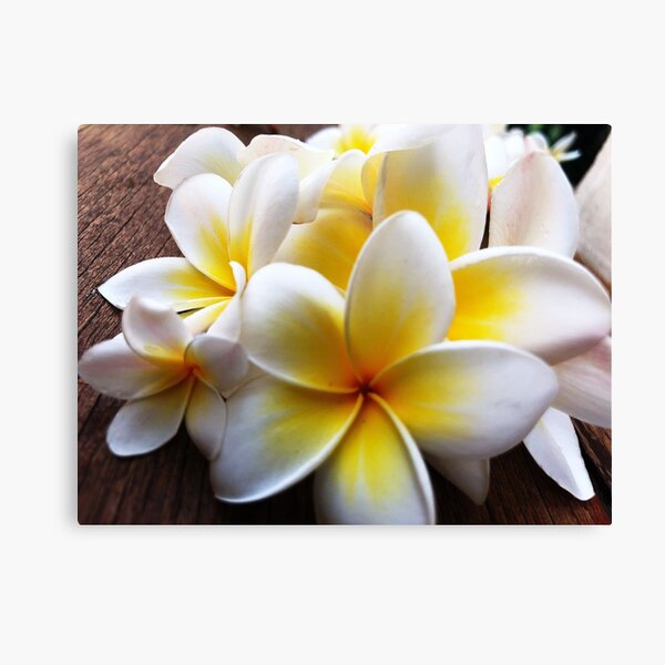 Frangipanis Canvas Print