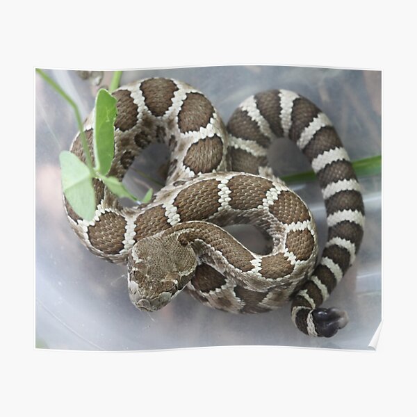 Baby Rattlesnake Poster