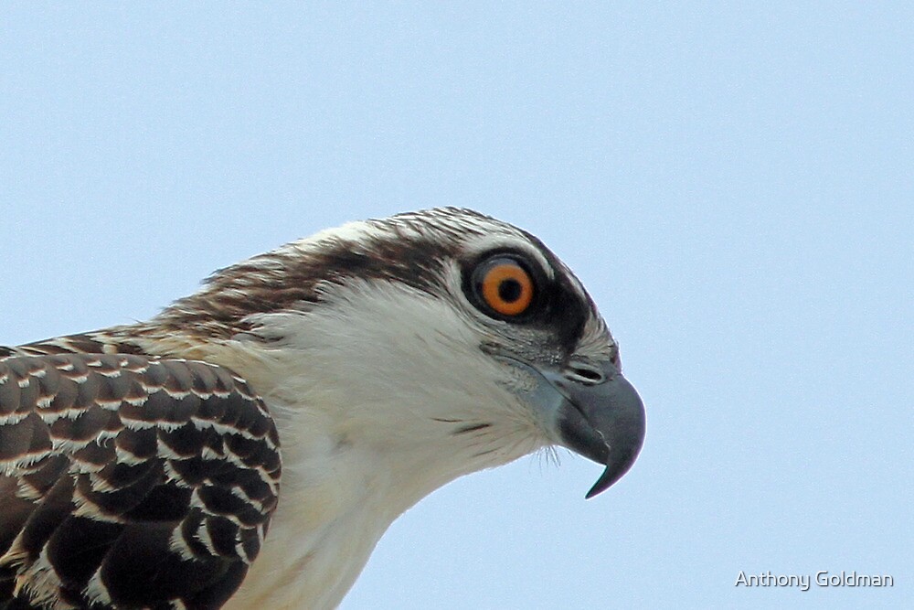 "Baby osprey portrait6 weeks old!" by Anthony Goldman Redbubble