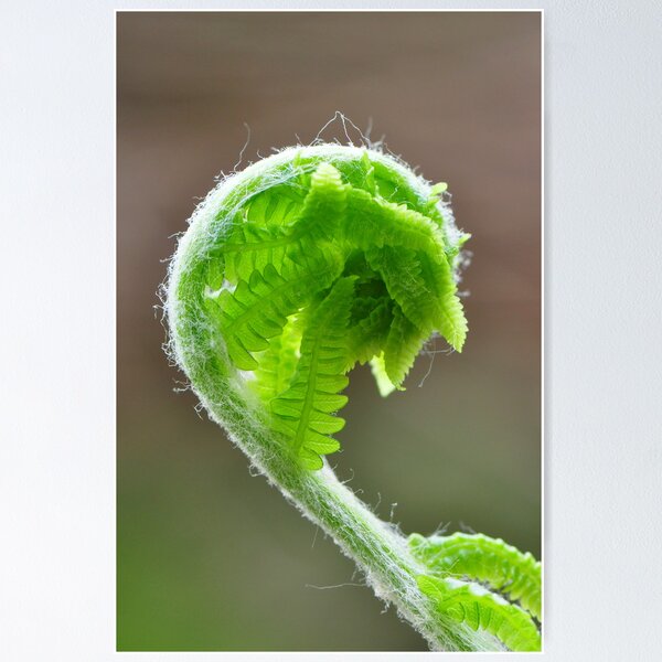 Item preview, Fiddlehead designed and sold by Nancy Barrett.