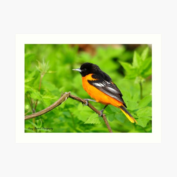 Baltimore Oriole Art Print