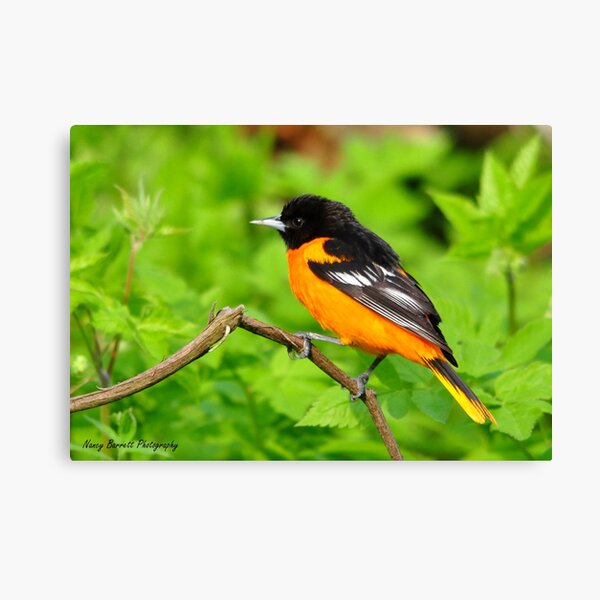 Baltimore Oriole Canvas Print