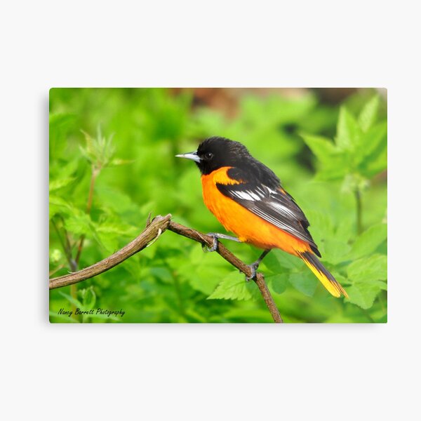 Baltimore Oriole Metal Print
