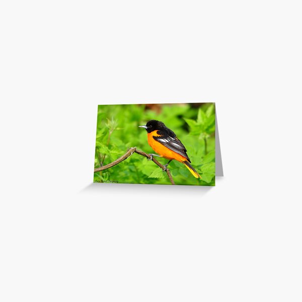 Baltimore Oriole Greeting Card