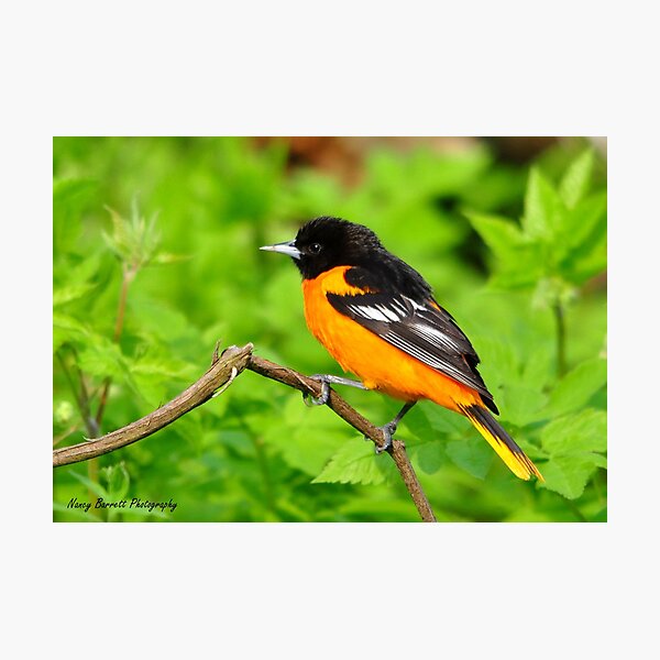 Baltimore Oriole Photographic Print