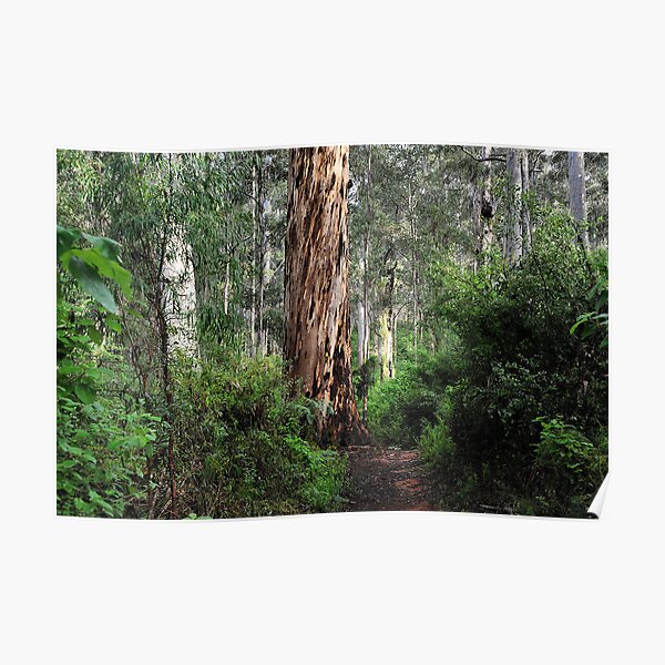 Karri Tree Walk - Pemberton WA Poster