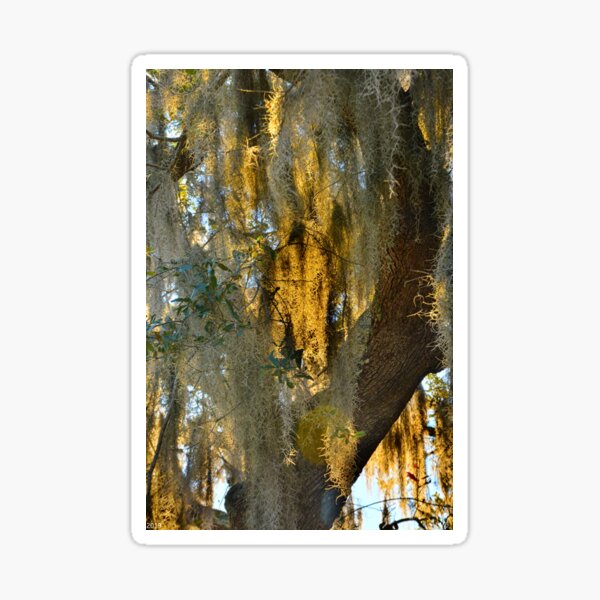 Item preview, Spanish Moss designed and sold by LisaWootenPhoto.