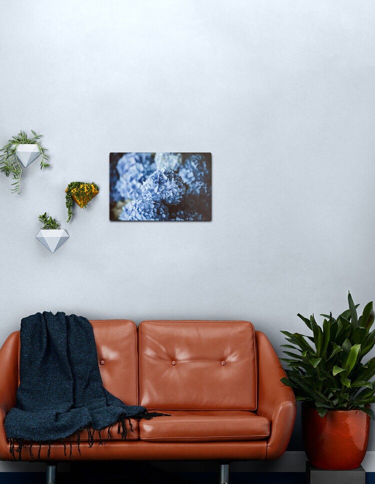 Lámina metálica «Hermosas Hortensias Azules» de newburyboutique | Redbubble