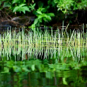 Artwork thumbnail, Adirondack Reeds by croets