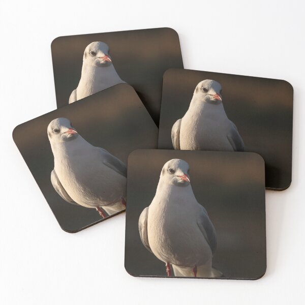 Item preview, Black Headed Gull designed and sold by cmphotographs.
