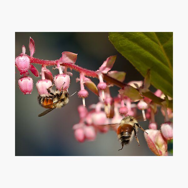 Item preview, Twin Bumble Bees at Work designed and sold by David Friederich.