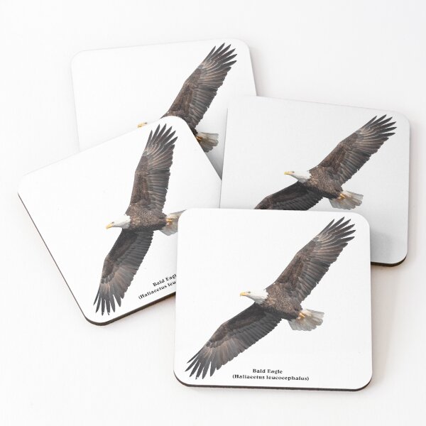 Item preview, Isolated Bald Eagle 2019-8 B designed and sold by Thomasyoung.