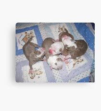 Precious Newborns Canvas Print