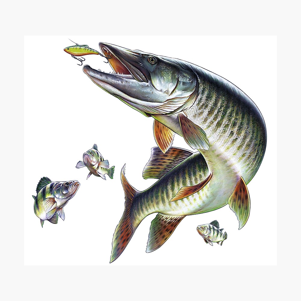 Muskie Fishing Poster for Sale by Salmoneggs