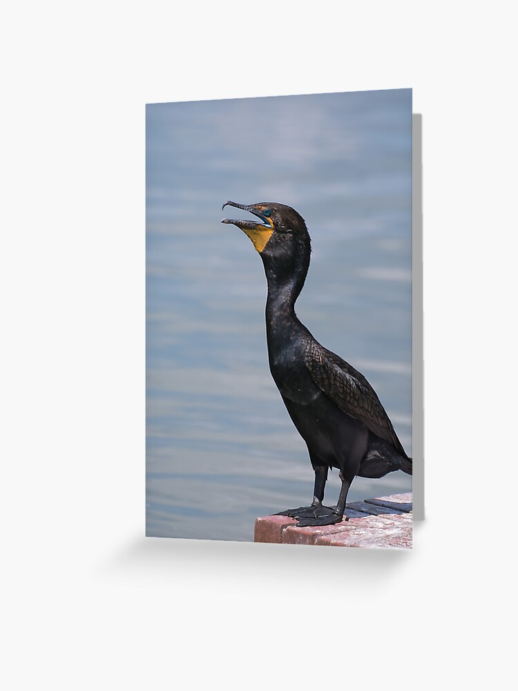 Kormoran Grusskarte Von Zinastromberg Redbubble