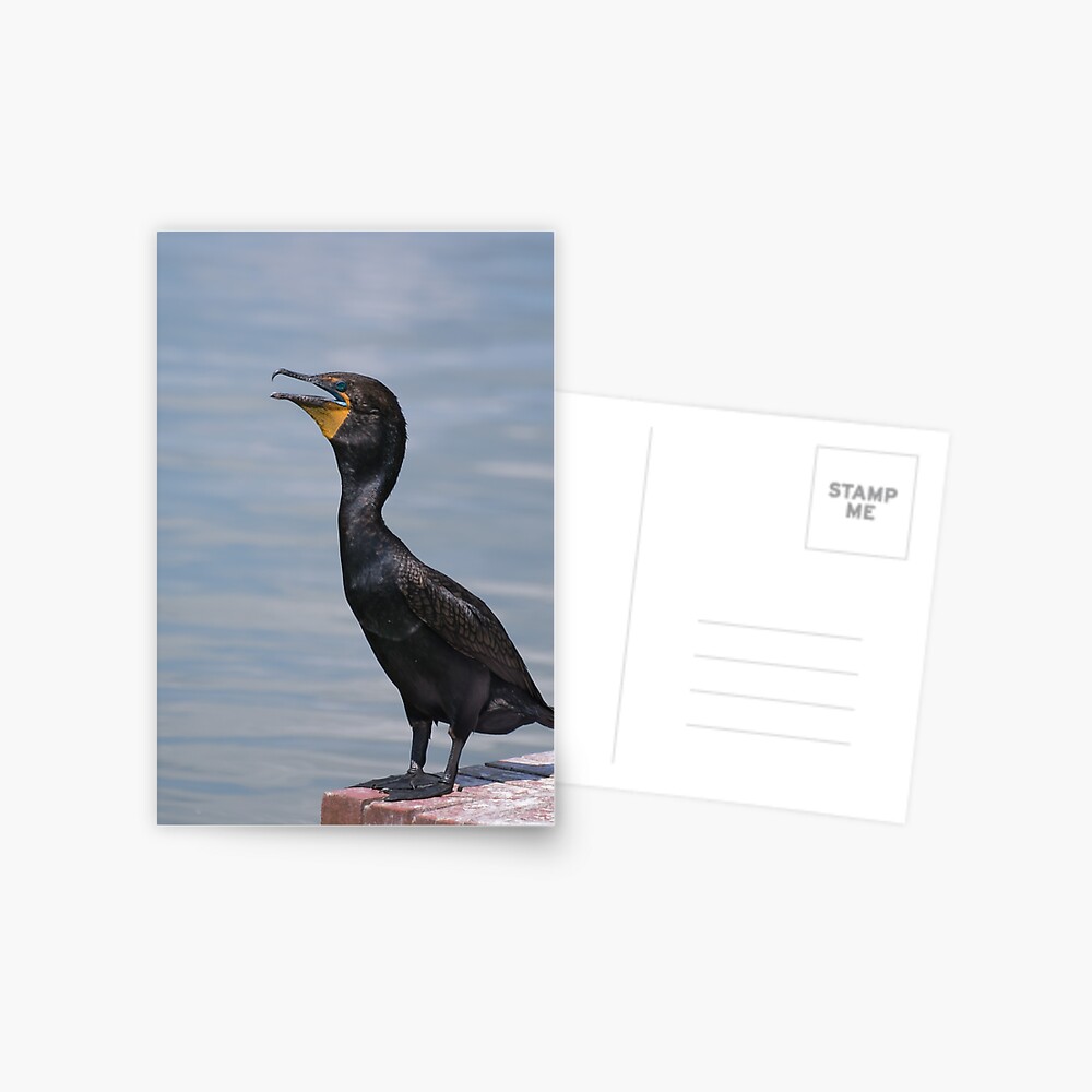 Kormoran Grusskarte Von Zinastromberg Redbubble