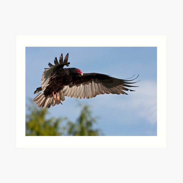 Vulture Descent Art Print