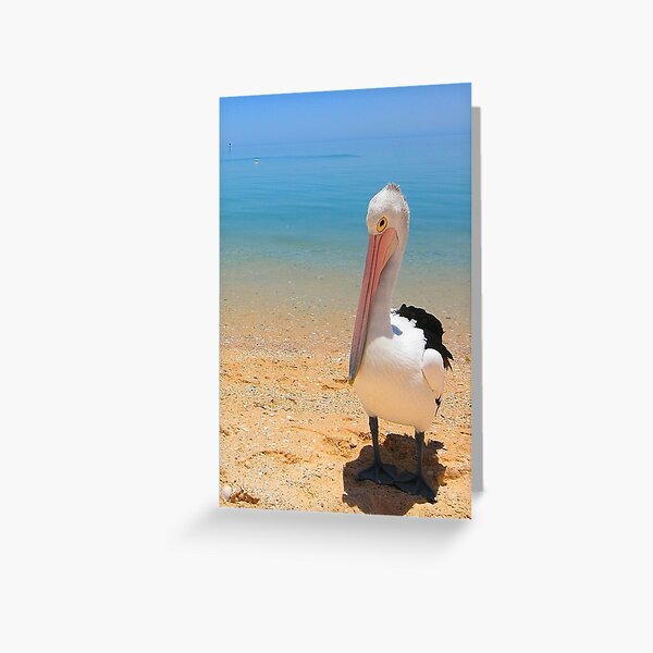 Item preview, Pelican Pose designed and sold by Nicola Morgan.