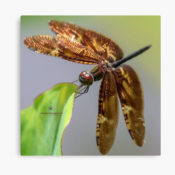 Bronze Flutterer Canvas Print