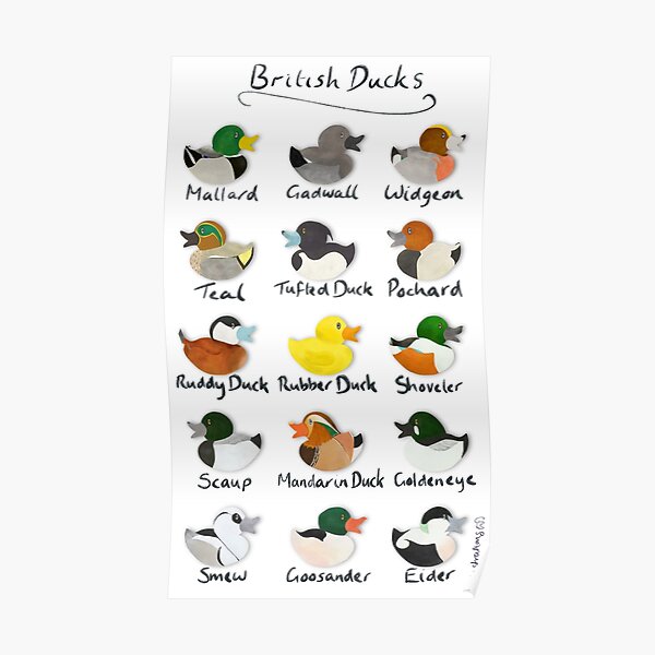 Guide to British Ducks Poster