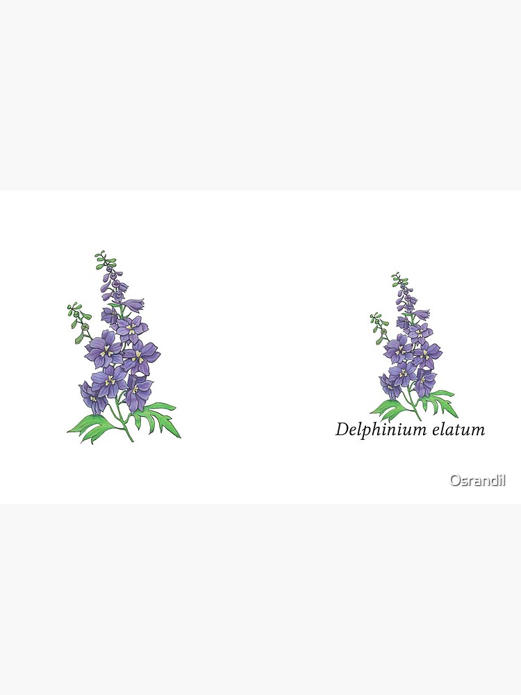 Delphinium elatum by Osrandil