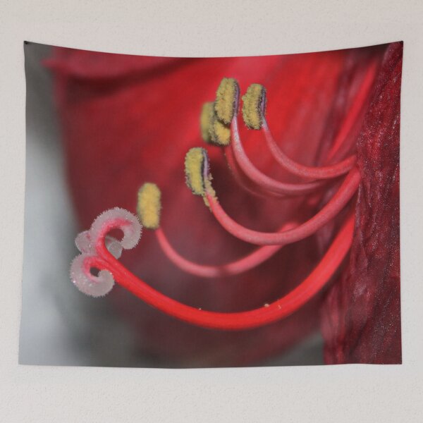 Aperçu de l'œuvre Amaryllis Macro créée et vendue par AnnDixon.