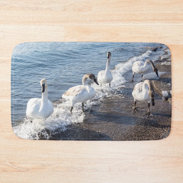 Item preview, Cold Swan Splash - Wild Trumpeters Family Walk on a Snowy Beach designed and sold by Georgia Mizuleva.