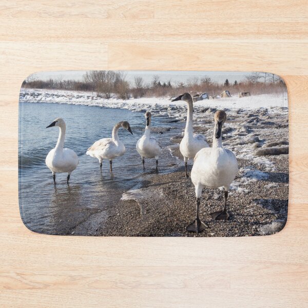 Item preview, Swans in Snow - Wild Trumpeters Family Walk on a Winter Beach designed and sold by Georgia Mizuleva.