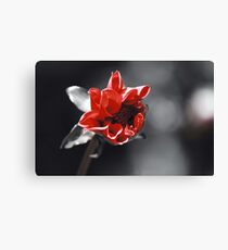 Selected Canvas Print