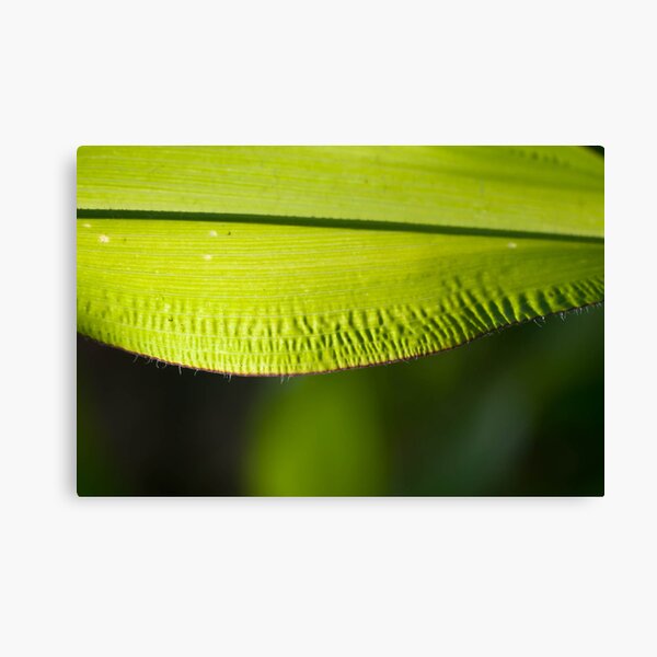 CornII Canvas Print