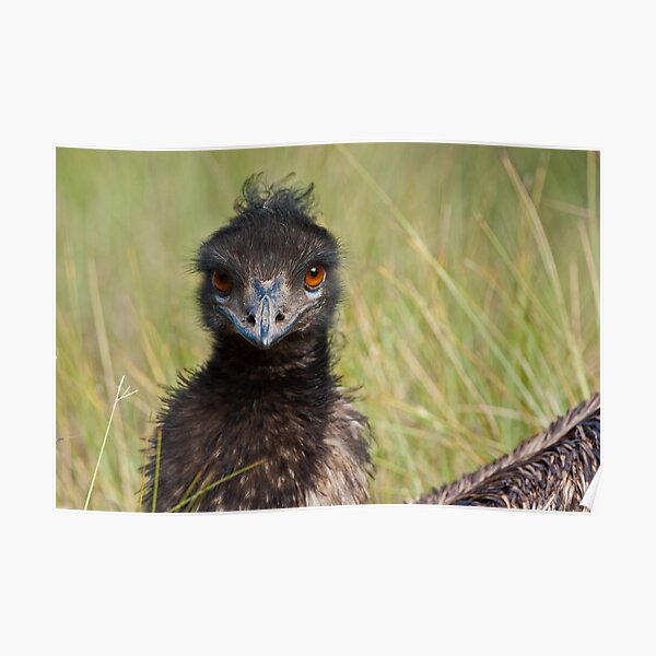 Dromaius novaehollandiae, (emu) Poster