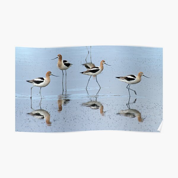 Avocet parade Poster