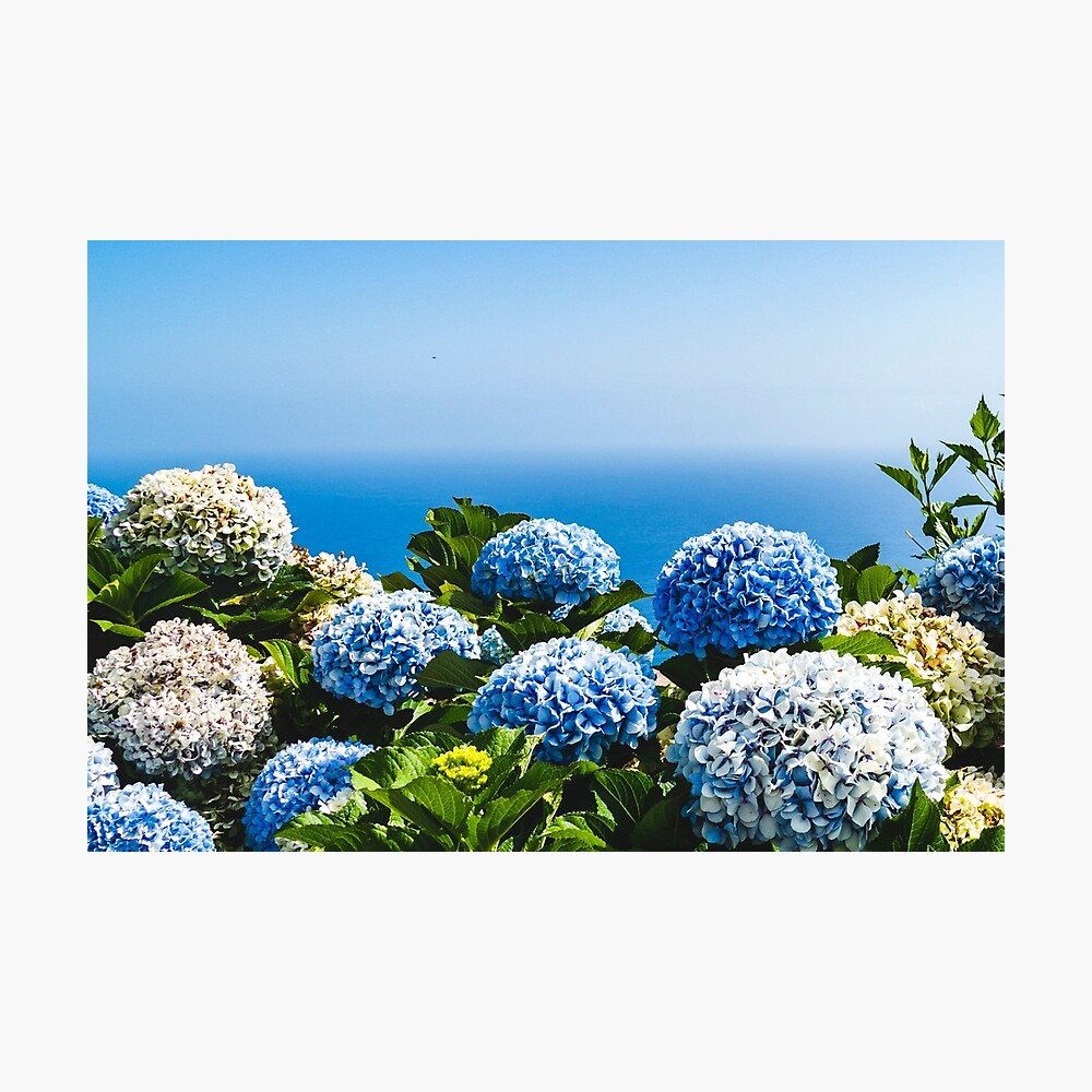 Image of A Nantucket Blue Hydrangea against a blue sky