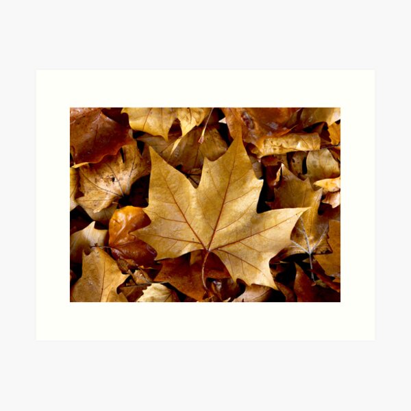 Item preview, ~ Golden Brown ~ designed and sold by LeeoPhotography.