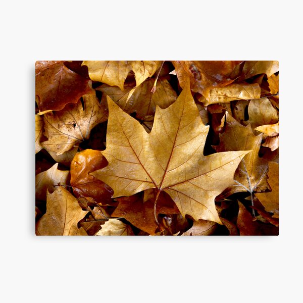 Item preview, ~ Golden Brown ~ designed and sold by LeeoPhotography.