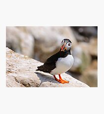 Puffin (fratercula artica), Saltee Islands, County Wexford, Ireland Photographic Print