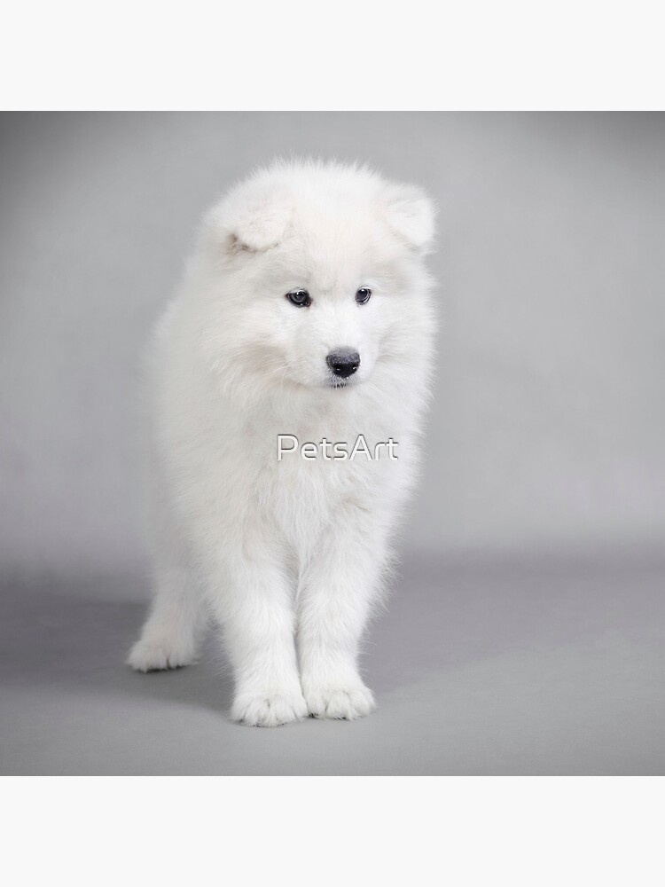 Samoyed puppy by PetsArt